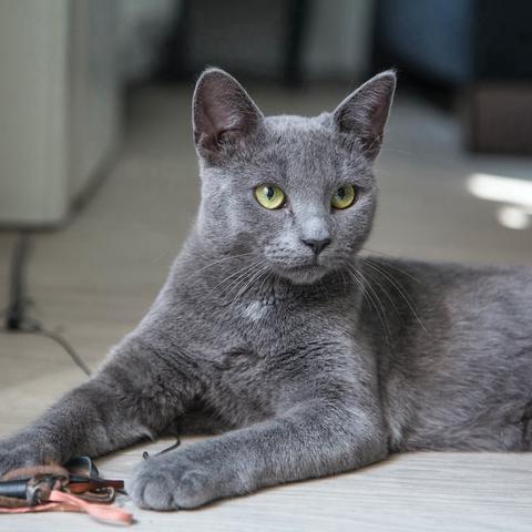 The Cat List